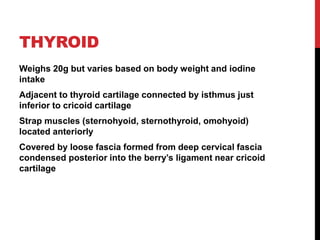 THYROID
Weighs 20g but varies based on body weight and iodine
intake
Adjacent to thyroid cartilage connected by isthmus just
inferior to cricoid cartilage
Strap muscles (sternohyoid, sternothyroid, omohyoid)
located anteriorly
Covered by loose fascia formed from deep cervical fascia
condensed posterior into the berry’s ligament near cricoid
cartilage
 