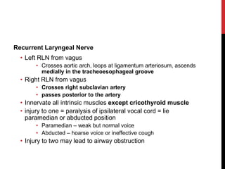 Recurrent Laryngeal Nerve
• Left RLN from vagus
• Crosses aortic arch, loops at ligamentum arteriosum, ascends
medially in the tracheoesophageal groove
• Right RLN from vagus
• Crosses right subclavian artery
• passes posterior to the artery
• Innervate all intrinsic muscles except cricothyroid muscle
• injury to one = paralysis of ipsilateral vocal cord = lie
paramedian or abducted position
• Paramedian – weak but normal voice
• Abducted – hoarse voice or ineffective cough
• Injury to two may lead to airway obstruction
 