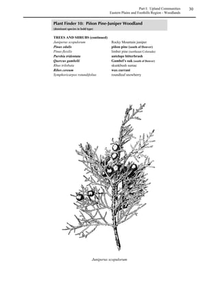 Natural Communities    12

one life zone, and each life zone generally includes several natural communities. A few natural
communities (wetland and riparian communities in particular) may cross life zones.

Natural communities tend to occur in predictable patterns on the landscape. The distribution of
flora and fauna is for the most part determined by local resources and conditions. Important
factors include water and nutrient availability, temperature, light, disturbance, and the presence
of other organisms. Descriptive terms for habitats are frequently based on one or more of these
factors. For instance, according to water availability, habitats may be characterized as “xeric”
(dry) or “mesic” (moist). Or, depending on type and frequency of disturbance, communities may
be classified as “successional or seral” (gradually changing in species composition) or “persistent
or climax” (maintaining the same species composition over time in the absence of disturbance).
Most other community characterizations are self-explanatory. Individual populations of a
particular species may, over many generations, become genetically adapted to extremely
localized conditions within a habitat type; these differentiated populations are known as
“ecotypes”. The ecotype concept is important when discussing revegetation, because it points
out that not all populations of a species are identical. For example, seeds of ponderosa pine
adapted to the volcanic soils and high, dry conditions of Arizona's Colorado Plateau may not
germinate or thrive when planted on coarse granitic soils of the Front Range, and adult trees may
not possess the cold and wind tolerance needed on the east slope of the Front Range.

Natural community revegetation information in this manual is arranged as follows: Part I covers
upland habitats, i.e. those communities occurring on ground which is not subject to regular
flooding or saturation. Part II covers wetland and riparian communities, considered as a separate
type within the surrounding upland community type. Each section also discusses appropriate
methods and techniques for revegetation projects in specific communities. Plant community
descriptions are taken largely from Marr 1967, Mutel and Emerick 1984, Galatowitsch 1988, and
Benedict 1991.
 