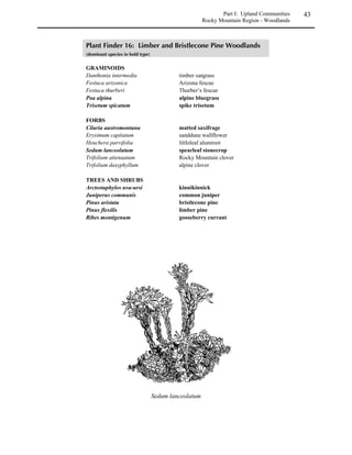 . 
  


Short-grass prairie covers much of the eastern plains, occurring on drought-prone, mildly
alkaline, medium and fine-textured soils. The character of the short-grass prairie is shaped by
aridity; average annual precipitation is between 10 and 16 inches (25-40 cm). Mid-grasses are
able to survive during periods of moderate conditions, but are replaced by blue grama and
buffalograss during and following events of stress such as drought or overgrazing. In the
absence of such stress, mid-grasses such as needleandthread, sideoats grama, junegrass, and
Sandberg bluegrass are common and even dominant, and the many associated forbs can turn the
prairie into a colorful wildflower garden in wet summers. Western wheatgrass may form
monotypic stands in swales and depressions on clay-rich soils. Few shrubs grow consistently in
short-grass prairie because the soils are too dry and compacted to support them; yucca, cacti,
fourwing saltbush and rabbitbrush are the most common woody plants on the prairie.


               /0102*3.4/55/11
               6210/05715102879


               GRAMINOIDS
               Bouteloua gracilis                      blue grama
               Bouteloua hirsuta                       hairy grama
               Buchloe dactyloides                     buffalograss
               Carex filifolia                         threadleaf sedge
               Hilaria jamesii                         galleta (southern plains)
               Koeleria macrantha                      junegrass
               Muhlenbergia torreyi                    ring muhly
               Pascopyrum smithii                      western wheatgrass
               Poa secunda                             Sandberg bluegrass
               Sporobolus cryptandrus                  sand dropseed
               Stipa comata                            needleandthread

               FORBS
               Argemone polyanthemos                   crested pricklypoppy
               Artemisia carruthii                     Carruth’s sagewort
               Artemisia frigida                       fringed sagewort
               Astragalus missouriensis                Missouri milkvetch
               Heterotheca canescens                   hoary false goldenaster
               Cryptantha thyrsiflora                  calcareous catseye
               Dalea candida                           white prairieclover
               Dalea purpurea                          purple prairieclover
               Delphinium carolinium ssp. virescens    Carolina larkspur
               Eriogonum effusum                       spreading buckwheat
               Erysimum asperum                        plains wallflower
               Gaillardia pinnatifida                  red dome blanketflower
               Gaura coccinea                          scarlet beeblossom
               Ipomoea leptophylla                     bush morning glory
               Liatris punctata                        dotted gayfeather
               Linum lewisii                           Lewis’ flax
               Mirabilis linearis                      narrowleaf four o’clock
               Oenothera caespitosa                    clumped evening primrose
 