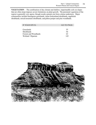 Part I: Upland Communities     26
                                        Eastern Plains and Foothills Region - Shrublands



/0102*/020:5
6210/05715102879


GRAMINOIDS
Andropogon hallii                        sand bluestem
Muhlenbergia pungens                     sandhill muhly
Pascopyrum smithii                       western wheatgrass
Redfieldia flexuosa                      blowout grass
Sporobolus cryptandrus                   sand dropseed
Stipa comata                             needleandthread

FORBS
Asclepias arenaria                       sand milkweed
Astragalus ceramicus var. filifolius     painted milkvetch
Dalea villosa                            silky prairieclover
Heliotropium convolvulaceum              phlox heliotrope
Oenothera caespitosa                     clumped evening primrose
Polanisia jamesii                        James’ clammyweed
Psoralidium lanceolatum                  lemon scurfpea




                                  Opuntia spp.
 
