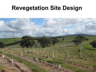 Revegetation Site Design  