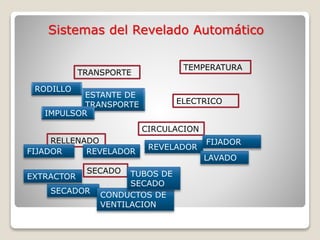 Sistemas del Revelado Automático
TRANSPORTE
RODILLO
ESTANTE DE
TRANSPORTE
IMPULSOR
TEMPERATURA
CIRCULACION
REVELADOR
FIJADOR
LAVADO
RELLENADO
FIJADOR REVELADOR
SECADO
SECADOR
CONDUCTOS DE
VENTILACION
TUBOS DE
SECADO
EXTRACTOR
ELECTRICO
 