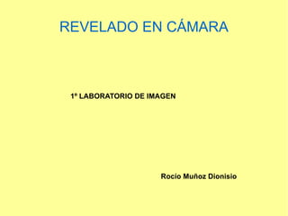 REVELADO EN CÁMARA 
1º LABORATORIO DE IMAGEN 
Rocío Muñoz Dionisio 
 