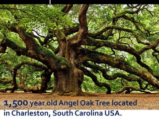 1,500 year old Angel OakTree located
in Charleston, South Carolina USA.
 
