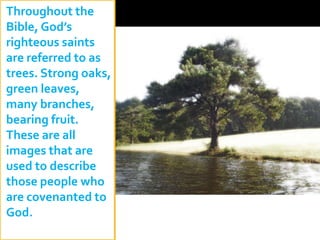 Throughout the
Bible, God’s
righteous saints
are referred to as
trees. Strong oaks,
green leaves,
many branches,
bearing fruit.
These are all
images that are
used to describe
those people who
are covenanted to
God.
 