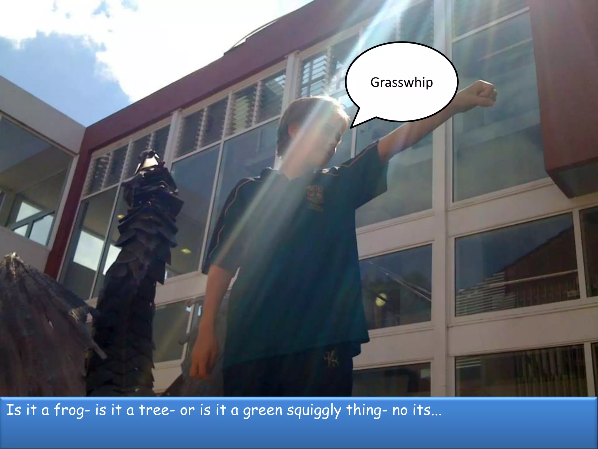 GrasswhipIs it a frog- is it a tree- or is it a green squiggly thing- no its...