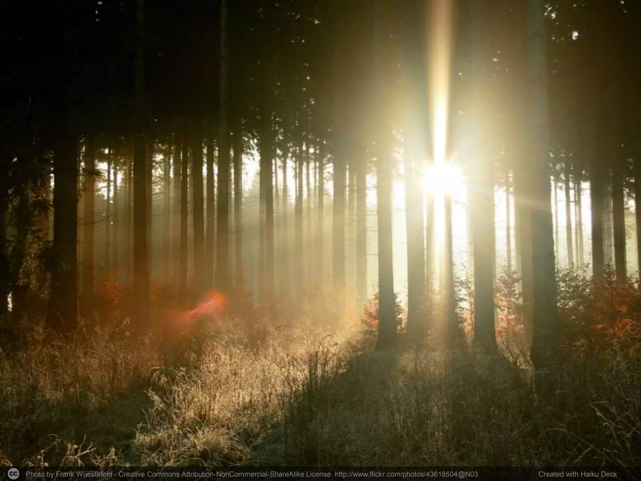 Photo by Frank Wuestefeld - Creative Commons Attribution-NonCommercial-ShareAlike License http://www.flickr.com/photos/43618504@N03 Created with Haiku Deck