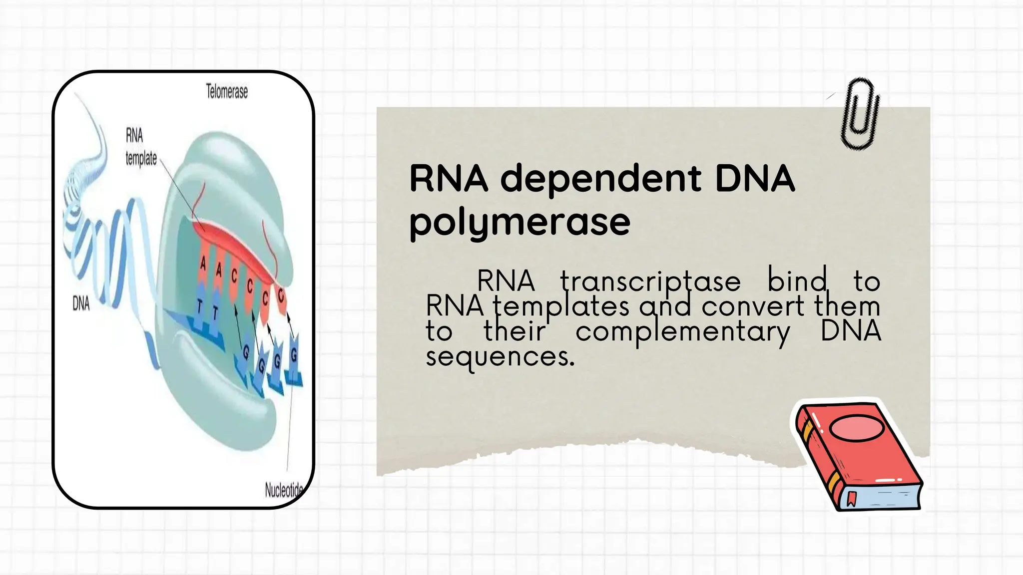 RNA dependent DNA
polymerase