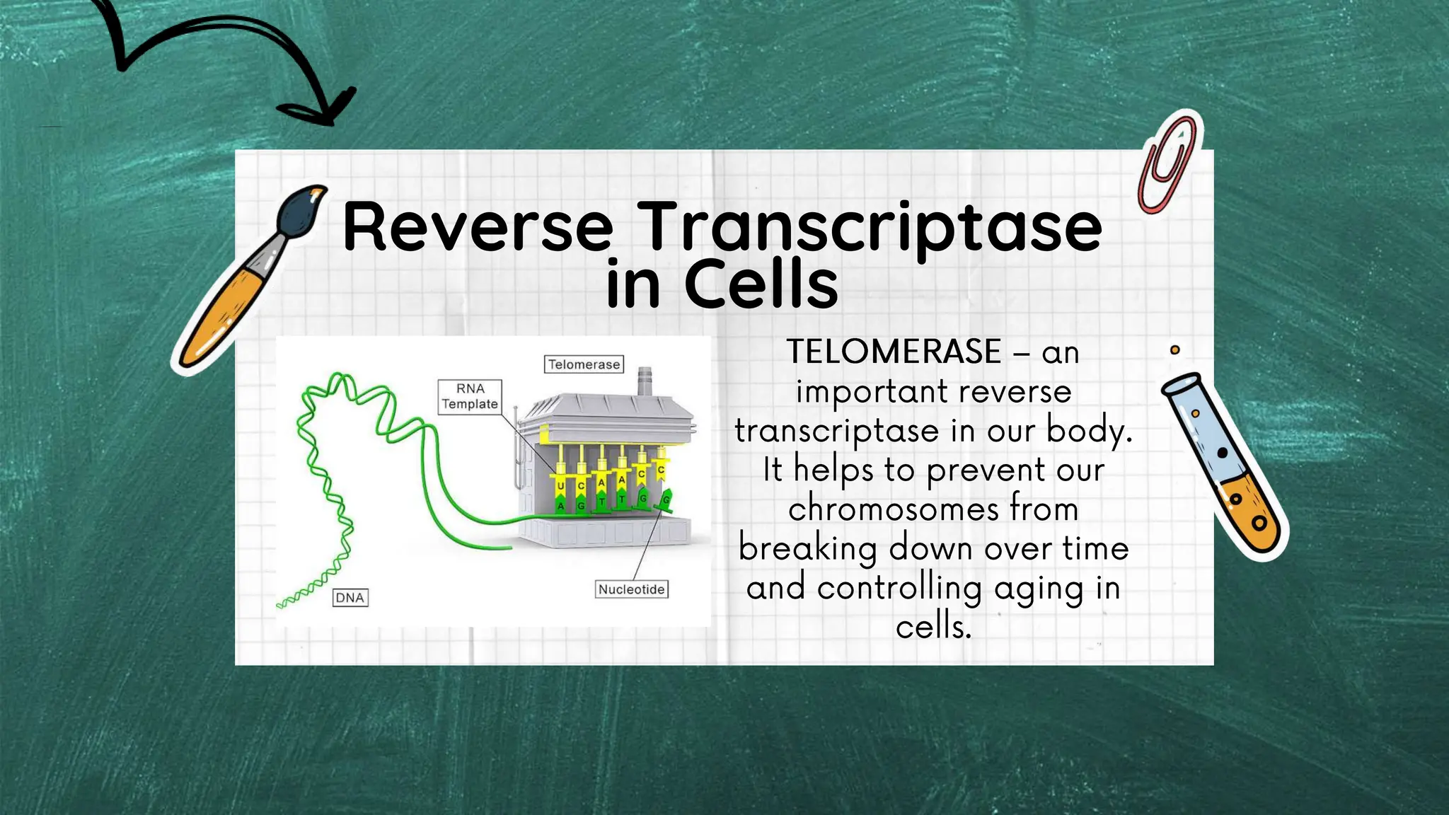 Reverse Transcriptase
in Cells
