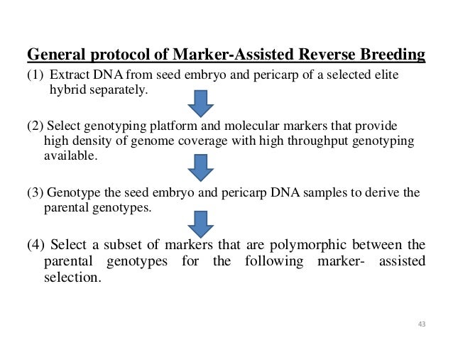 bred reverse