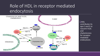 Role of HDL in receptor mediated
endocytosis
HDL
contributes its
apo C and E to
nascent VLDL
and
chylomicrons
for receptor
mediated
endocytosis.
 