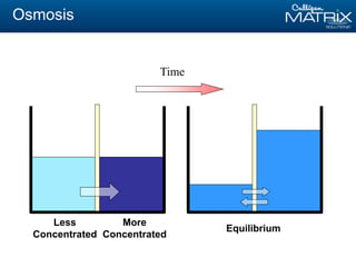 Osmosis
Time
Less
Concentrated
More
Concentrated
Equilibrium
 