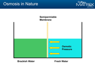 Brackish Water Fresh Water
Semipermiable
Membrane
Osmosis in Nature
Osmotic
Pressure
 
