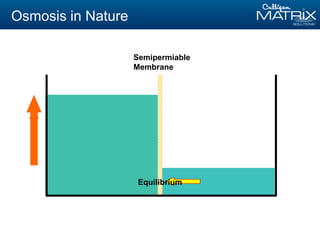 Semipermiable
Membrane
Equilibrium
Osmosis in Nature
 