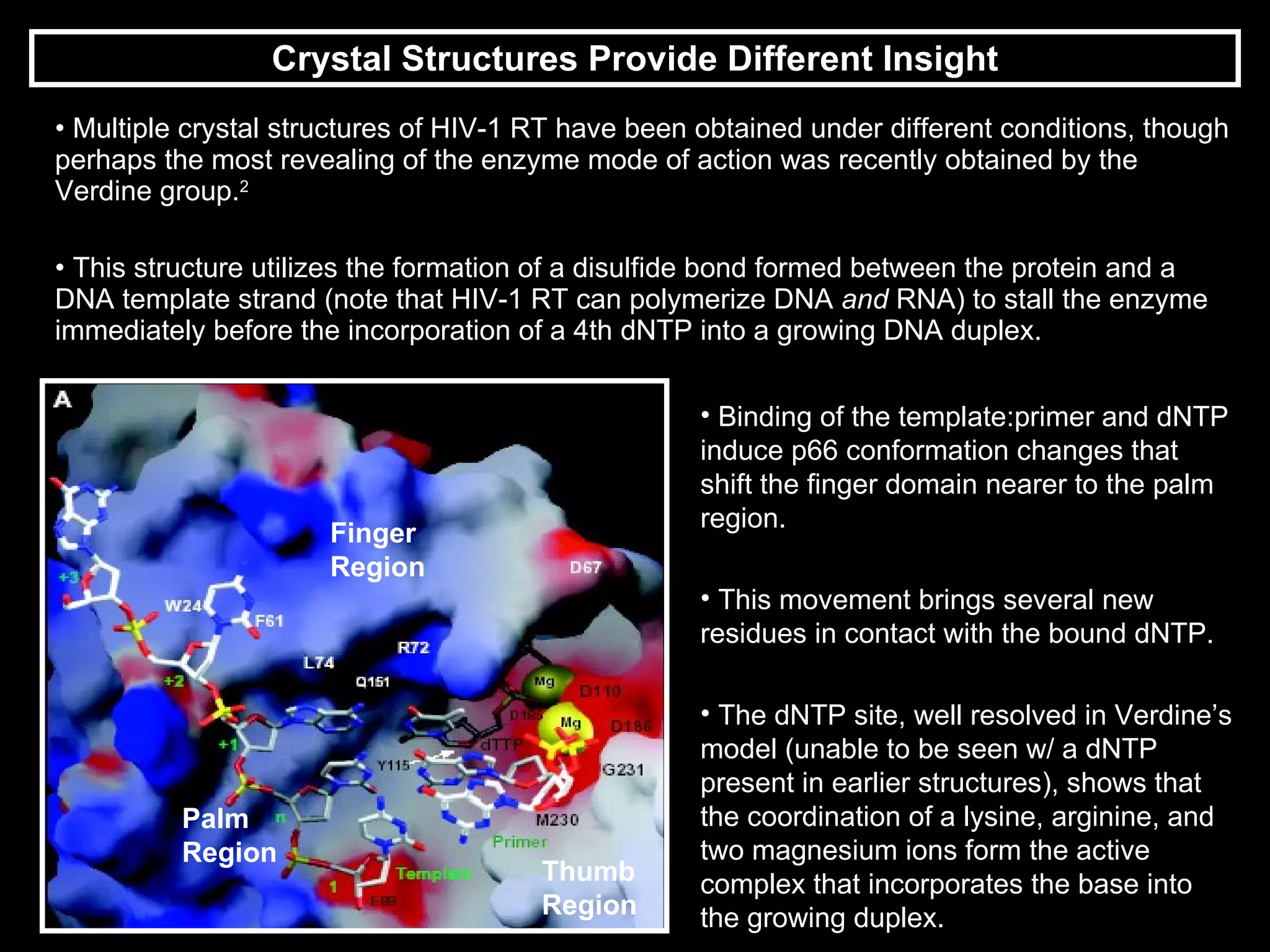 Crystal Structures Provide Different Insight Multiple crystal structures of HIV-1 RT have been obtained under different conditions, though perhaps the most revealing of the enzyme mode of action was recently obtained by the Verdine group. 2 This structure utilizes the formation of a disulfide bond formed between the protein and a DNA template strand (note that HIV-1 RT can polymerize DNA  and  RNA) to stall the enzyme immediately before the incorporation of a 4th dNTP into a growing DNA duplex. Binding of the template:primer and dNTP induce p66 conformation changes that shift the finger domain nearer to the palm region. This movement brings several new residues in contact with the bound dNTP. The dNTP site, well resolved in Verdine’s model (unable to be seen w/ a dNTP present in earlier structures), shows that the coordination of a lysine, arginine, and two magnesium ions form the active complex that incorporates the base into the growing duplex. Finger Region Palm Region ThumbRegion 