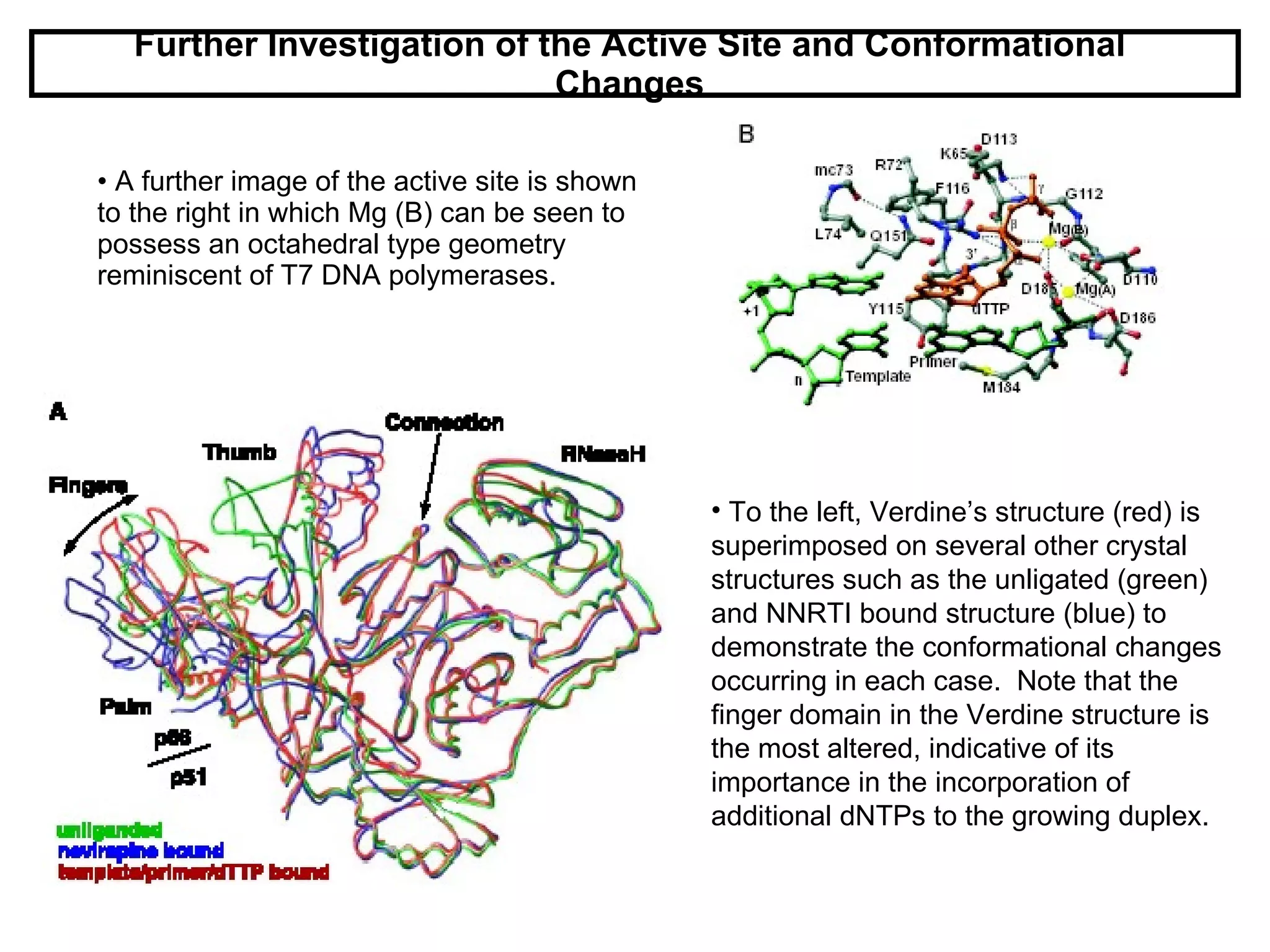 Further Investigation of the Active Site and Conformational Changes A further image of the active site is shown to the right in which Mg (B) can be seen to possess an octahedral type geometry reminiscent of T7 DNA polymerases. To the left, Verdine’s structure (red) is superimposed on several other crystal structures such as the unligated (green) and NNRTI bound structure (blue) to demonstrate the conformational changes occurring in each case.  Note that the finger domain in the Verdine structure is the most altered, indicative of its importance in the incorporation of additional dNTPs to the growing duplex. 