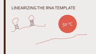 LINEARIZINGTHE RNATEMPLATE
50 oC
 