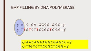 GAP FILLING BY DNA POLYMERASE
5’- A C G A G G C G G C C – 3’
5’-T T G T CT T C C G C T C G G – 3’
5’- A A C A G A A G G C G A G C C – 3’
5’-TTGT CTT C C G CT C G G – 3’
 