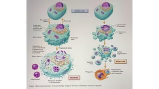 Comprehensive Overview of Reversible Cell Injury and Mechanisms of ...
