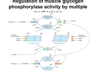 Regulation of muscle glycogen
phosphorylase activity by multiple
mechanisms
 