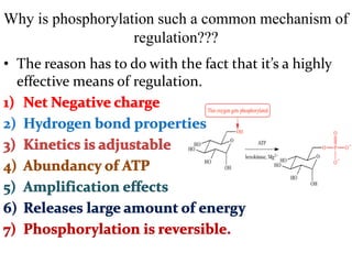 Why is phosphorylation such a common mechanism of
regulation???
• The reason has to do with the fact that it’s a highly
effective means of regulation.
 