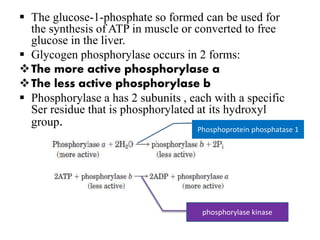  The glucose-1-phosphate so formed can be used for
the synthesis of ATP in muscle or converted to free
glucose in the liver.
 Glycogen phosphorylase occurs in 2 forms:
The more active phosphorylase a
The less active phosphorylase b
 Phosphorylase a has 2 subunits , each with a specific
Ser residue that is phosphorylated at its hydroxyl
group. Phosphoprotein phosphatase 1
phosphorylase kinase
 