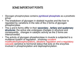 SOME IMPORTANTPOINTS
• Glycogen phosphorylase contains pyridoxal phosphate as a prosthetic
group.
• The breakdown of glycogen in skeletal muscles and the liver is
regulated by variations in the ratio of the 2 forms of glycogen
phosphorylase.
• The a and b forms differ in their secondary , tertiary and quaternary
structures; the active site undergoes changes in structure and
consequently , changes in catalytic activity as the 2 forms are
interconverted.
• The activity of glycogen phosphorylase in muscle is subjected to a
multilevel system of regulation , involving covalent
modification(phosphorylation), allosteric regulation and a regulatory
cascade sensitive to hormonal status that acts on the enzymes
involved in phosphorylation and dephosphorylation.
 
