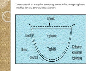Gambar dibawah ini merupakan penampang sebuah badan air tergenang beserta 
stratifikasi dan zona-zona yang ada di dalamnya 
Limnetik 
Litoral Trophogenic 
Bentik 
profundal 
Tropholitik 
Kedalaman 
kompensasi 
fotosintesis 
 
