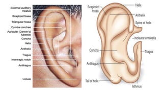 revesion of external and middle ear pathologies.pptx