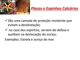 Placas e Espinhos Calcários
São uma camada de proteção resistente que
evitam a desidratação;
 no caso dos espinhos, servem de defesa e
auxiliam na deslocação do ouriço;
Exemplos: Estrela e ouriço do mar.
 