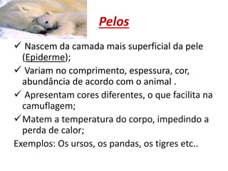 Pelos
 Nascem da camada mais superficial da pele
(Epiderme);
 Variam no comprimento, espessura, cor,
abundância de acordo com o animal .
 Apresentam cores diferentes, o que facilita na
camuflagem;
Matem a temperatura do corpo, impedindo a
perda de calor;
Exemplos: Os ursos, os pandas, os tigres etc..
 