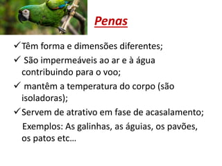 Penas
Têm forma e dimensões diferentes;
 São impermeáveis ao ar e à água
contribuindo para o voo;
 mantêm a temperatura do corpo (são
isoladoras);
Servem de atrativo em fase de acasalamento;
Exemplos: As galinhas, as águias, os pavões,
os patos etc…
 