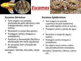 Escamas
Escamas Dérmicas
 Tem origem na camada
profunda da pele (derme) e são
independentes umas das
outras;
 Revestem o corpo dos peixes;
 Protegem contra choques e
predadores;
 Auxiliam a locomoção (facilita a
deslocação em meio aquático);
 As escamas tem a função de
proteção;
Exemplos: Salmão, dourada, carpa
etc…
Escamas Epidérmicas
 Tem origem na camada
superficial da pele (epiderme)
que estão ligadas umas as outras;
 Protegem contra a perda de água
;
 Revestem o corpo de alguns
repteis ;
 Protegem contra choques e
predadores;
 Em alguns casos como a cobra
são periodicamente renováveis;
Exemplos: Serpentes, víboras, cobras
etc…
 