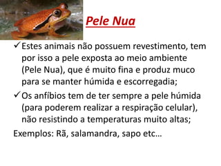 Pele Nua
Estes animais não possuem revestimento, tem
por isso a pele exposta ao meio ambiente
(Pele Nua), que é muito fina e produz muco
para se manter húmida e escorregadia;
Os anfíbios tem de ter sempre a pele húmida
(para poderem realizar a respiração celular),
não resistindo a temperaturas muito altas;
Exemplos: Rã, salamandra, sapo etc…
 