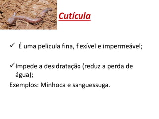 Cutícula
 É uma pelicula fina, flexível e impermeável;
Impede a desidratação (reduz a perda de
água);
Exemplos: Minhoca e sanguessuga.
 