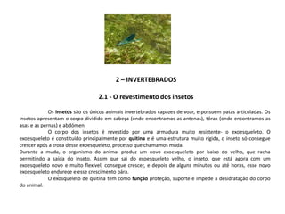 2 – INVERTEBRADOS
2.1 - O revestimento dos insetos
.
Os insetos são os únicos animais invertebrados capazes de voar, e possuem patas articuladas. Os
insetos apresentam o corpo dividido em cabeça (onde encontramos as antenas), tórax (onde encontramos as
asas e as pernas) e abdómen.
O corpo dos insetos é revestido por uma armadura muito resistente- o exoesqueleto. O
exoesqueleto é constituído principalmente por quitina e é uma estrutura muito rígida, o inseto só consegue
crescer após a troca desse exoesqueleto, processo que chamamos muda.
Durante a muda, o organismo do animal produz um novo exoesqueleto por baixo do velho, que racha
permitindo a saída do inseto. Assim que sai do exoesqueleto velho, o inseto, que está agora com um
exoesqueleto novo e muito flexível, consegue crescer, e depois de alguns minutos ou até horas, esse novo
exoesqueleto endurece e esse crescimento pára.
O exosqueleto de quitina tem como função proteção, suporte e impede a desidratação do corpo
do animal.
 