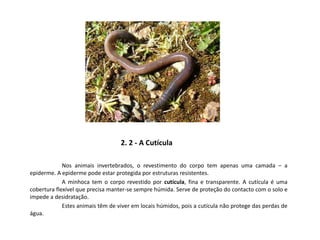 2. 2 - A Cutícula
Nos animais invertebrados, o revestimento do corpo tem apenas uma camada – a
epiderme. A epiderme pode estar protegida por estruturas resistentes.
A minhoca tem o corpo revestido por cutícula, fina e transparente. A cutícula é uma
cobertura flexível que precisa manter-se sempre húmida. Serve de proteção do contacto com o solo e
impede a desidratação.
Estes animais têm de viver em locais húmidos, pois a cutícula não protege das perdas de
água.
 