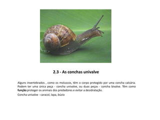 2.3 - As conchas univalve
Alguns invertebrados , como os moluscos, têm o corpo protegido por uma concha calcária.
Podem ter uma única peça - concha univalve, ou duas peças - concha bivalve. Têm como
função proteger os animais dos predadores e evitar a desidratação.
Concha univalve - caracol, lapa, búzio
 