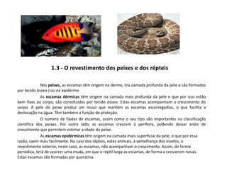 1.3 - O revestimento dos peixes e dos répteis
Nos peixes, as escamas têm origem na derme, (na camada profunda da pele e são formadas
por tecido ósseo ) ou na epiderme.
As escamas dérmicas têm origem na camada mais profunda da pele e que por isso estão
bem fixas ao corpo, são constituídas por tecido ósseo. Estas escamas acompanham o crescimento do
corpo. A pele do peixe produz um muco que mantém as escamas escorregadias, o que facilita a
deslocação na água. Têm também a função de proteção.
O número de fiadas de escamas, assim como o seu tipo são importantes na classificação
científica dos peixes. Por outro lado, as escamas crescem à periferia, podendo deixar anéis de
crescimento que permitem estimar a idade do peixe.
As escamas epidérmicas têm origem na camada mais superficial da pele, e que por essa
razão, saem mais facilmente. No caso dos répteis, estes animais, à semelhança dos insetos, o
revestimento exterior, neste caso, as escamas, não acompanham o crescimento. Assim, de forma
periódica, terá de ocorrer uma muda, em que o réptil larga as escamas, de forma a crescerem novas.
Estas escamas são formadas por queratina.
 