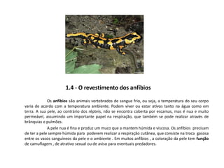 1.4 - O revestimento dos anfíbios
Os anfíbios são animais vertebrados de sangue frio, ou seja, a temperatura do seu corpo
varia de acordo com a temperatura ambiente. Podem viver ou estar ativos tanto na água como em
terra. A sua pele, ao contrário dos répteis, não se encontra coberta por escamas, mas é nua e muito
permeável, assumindo um importante papel na respiração, que também se pode realizar através de
brânquias e pulmões.
A pele nua é fina e produz um muco que a mantem húmida e viscosa. Os anfíbios precisam
de ter a pele sempre húmida para poderem realizar a respiração cutânea, que consiste na troca gasosa
entre os vasos sanguíneos da pele e o ambiente . Em muitos anfíbios , a coloração da pele tem função
de camuflagem , de atrativo sexual ou de aviso para eventuais predadores.
 