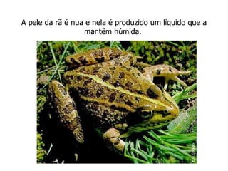 A pele da rã é nua e nela é produzido um líquido que a mantêm húmida.  