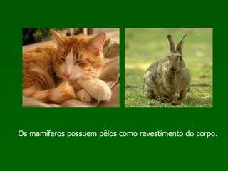 Os mamíferos possuem pêlos como revestimento do corpo. 