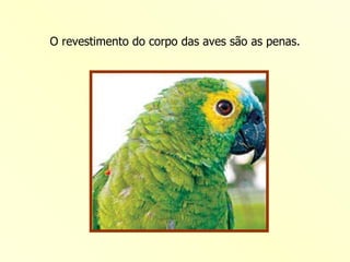 O revestimento do corpo das aves são as penas. 
