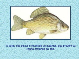 O corpo dos peixes é revestido de escamas, que provêm da região profunda da pele. 