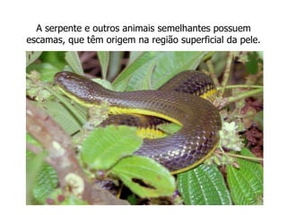 A serpente e outros animais semelhantes possuem escamas, que têm origem na região superficial da pele. 