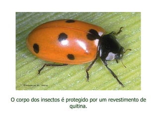 O corpo dos insectos é protegido por um revestimento de quitina. 