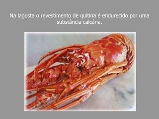 Na lagosta o revestimento de quitina é endurecido por uma substância calcária. 