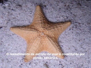 O revestimento da estrela-do-mar é constituído por placas calcárias. 