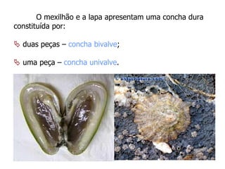 O mexilhão e a lapa apresentam uma concha dura constituída por:    duas peças –  concha bivalve ;   uma peça –  concha univalve . 
